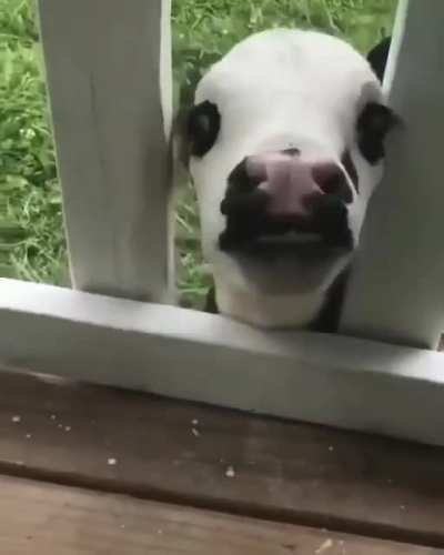 Excited Puppy