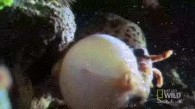 Survival of the Fattest