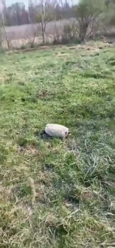 It’s not a stone!