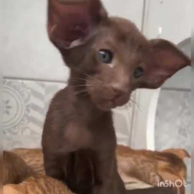 Котик
