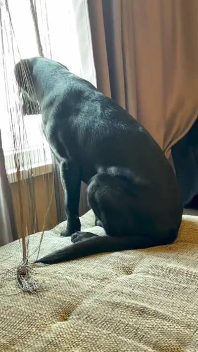 So buff at just 7 months old