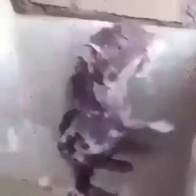 Racist rat says n-words 😱😱😱😱😱😱😱😱😱😱😱😱😱😱
