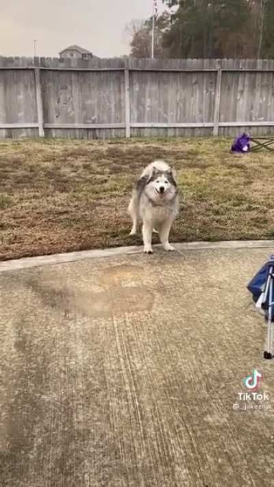 Let him have fun!!