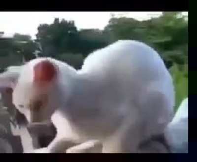 Haram cat