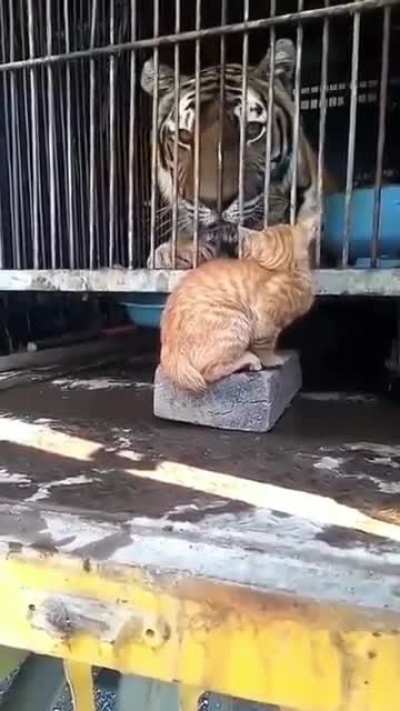 Huge cat