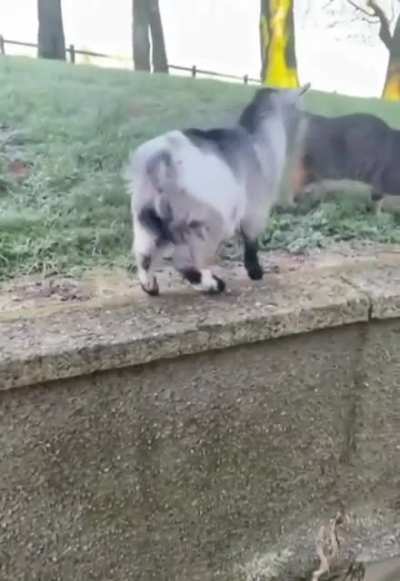 you&rsquo;ve goat to be kitten me!