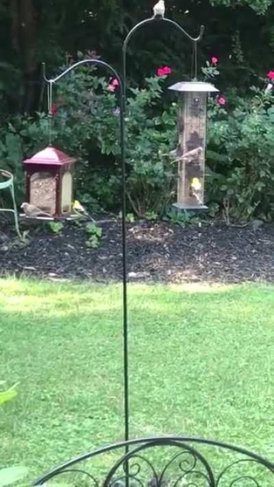 Installed some new bird feeders outside the kitchen window today.
