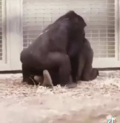 Monky funne
