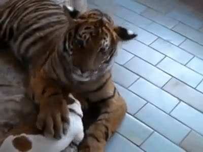 Big kitty yawning