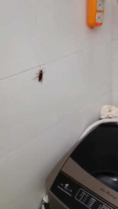 how to catch cockroach