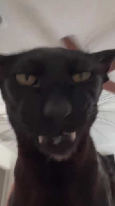 LARRY (hobbikats)