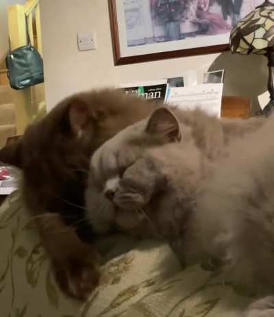 Just feel the love as my two brothers have an adorable groom together&hellip;