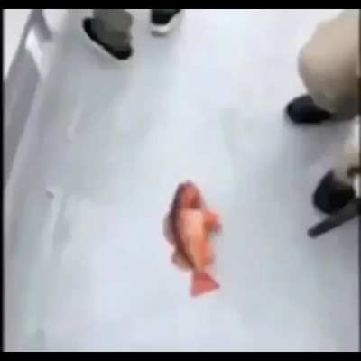 Fish fart