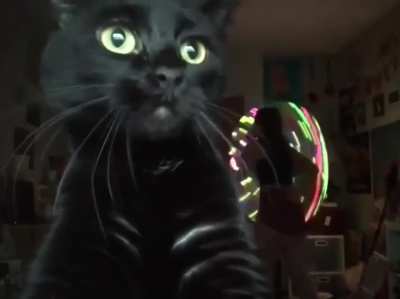unexpected cat
