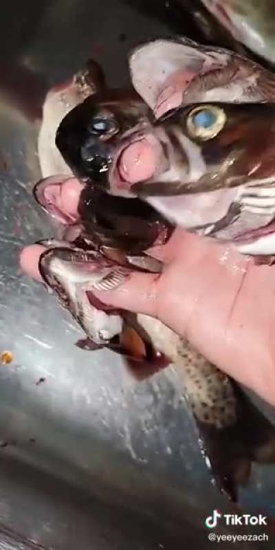 cursed_fish