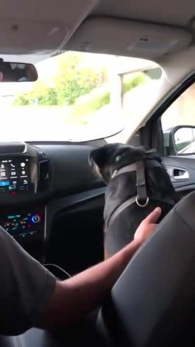 Dog ducks its head every time they drive under an overpass