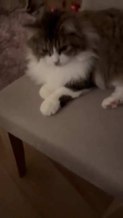 My cat MaiAAA