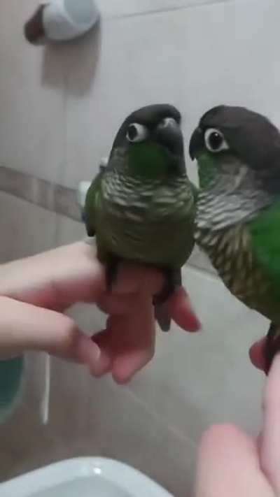 Potato!