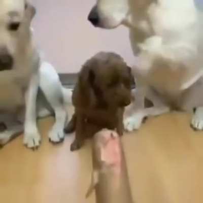 "Who ate the salami?"