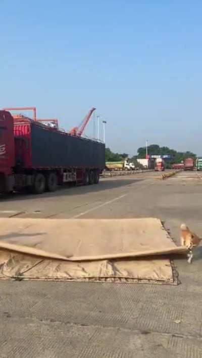 Dog helps man at work