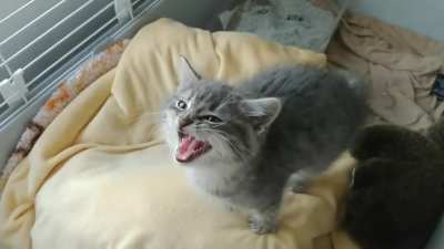 Grizzly figured you might enjoy actually hearing him when he yells!