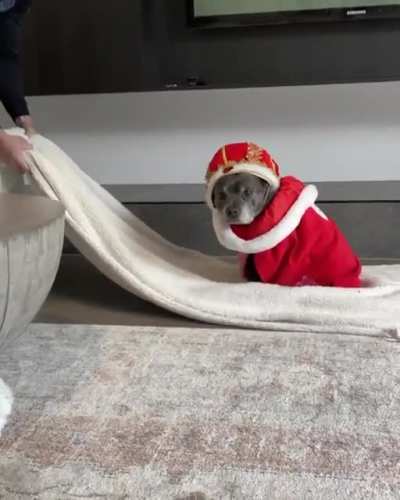 The King of the House