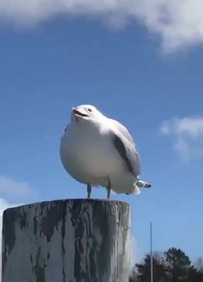 a aa aAAA