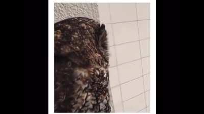Birb