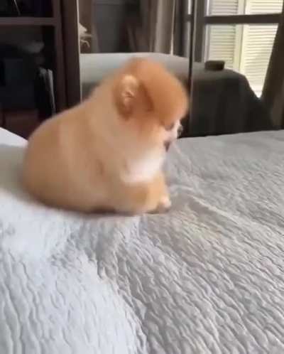 My doggie