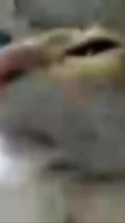 this is my lif (cat versuin) pls rate me 5 star, wuld apreciate………….