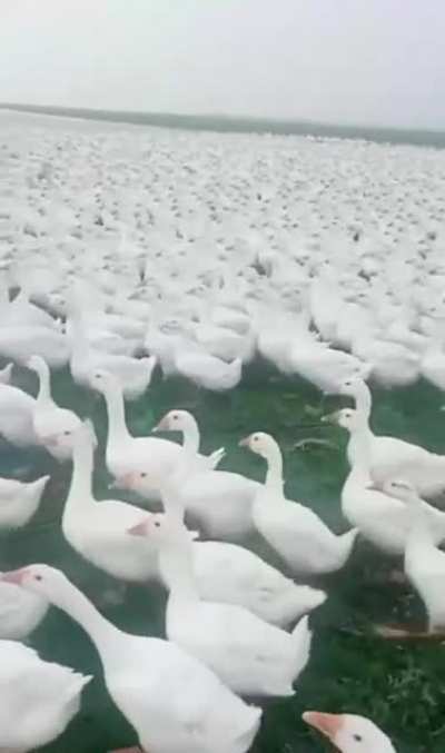 Patos