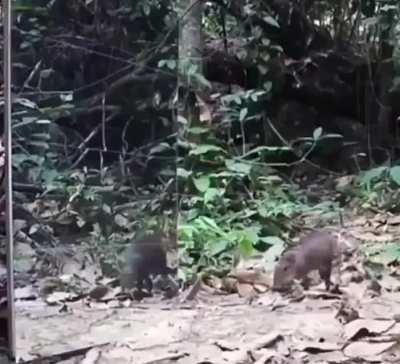 When you see your reflection in a jungle