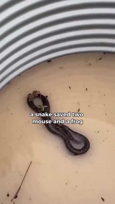 Snake Disaster Management >>> NDRF