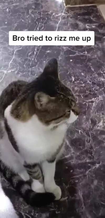 cat rizz