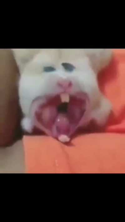 🐁