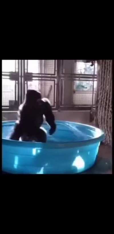 Monke🦍