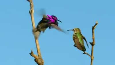 The male costa&rsquo;s hummingbird has a peculiar way to woo his potential mate. He would perform his aerial dance by hovering over his perched crush, and twists his body from side to side. He then flexes his splendid gorget feathers until his gleaming metallic