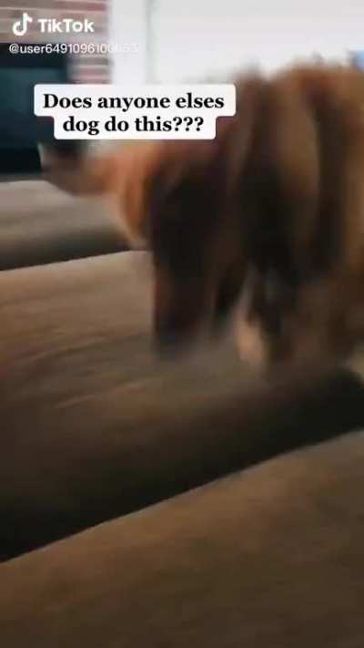 Good boy