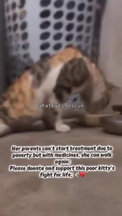 💔 Maneskin a verified FIP fighter 💔 Diagnosed with neuro FIP on 4th Nov, She&rsquo;s losing her ability to walk, yet her eyes still shine with hope. Please come forward and help us start the treatment this brave kitty needs to survive.