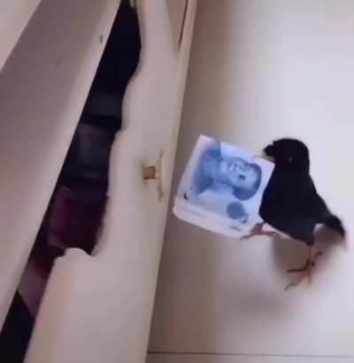 I need that bird