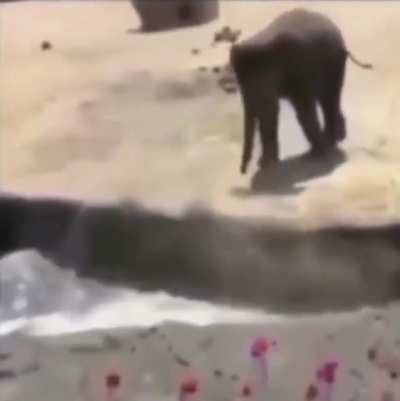 Elephant King