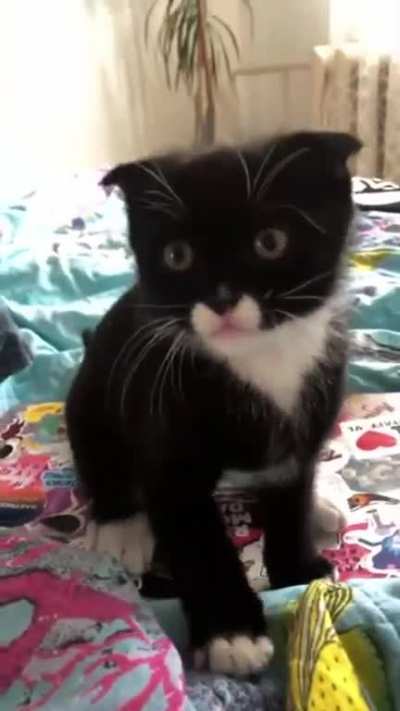 i want pets