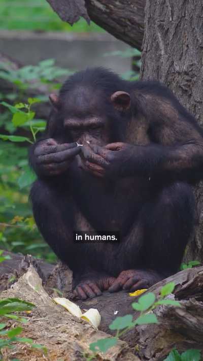 Did Drunk Apes Unlock Human Evolution?