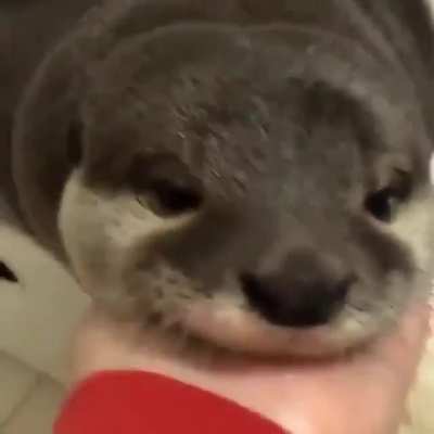 widepeepoHappy