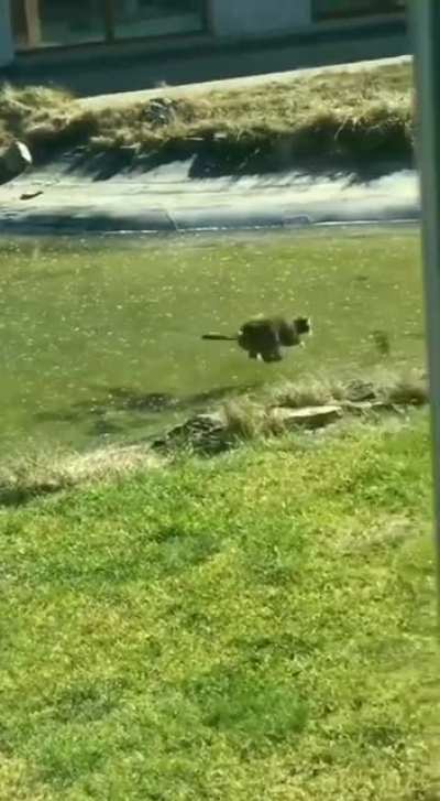 Cat try&rsquo;s to catch fish under the ice