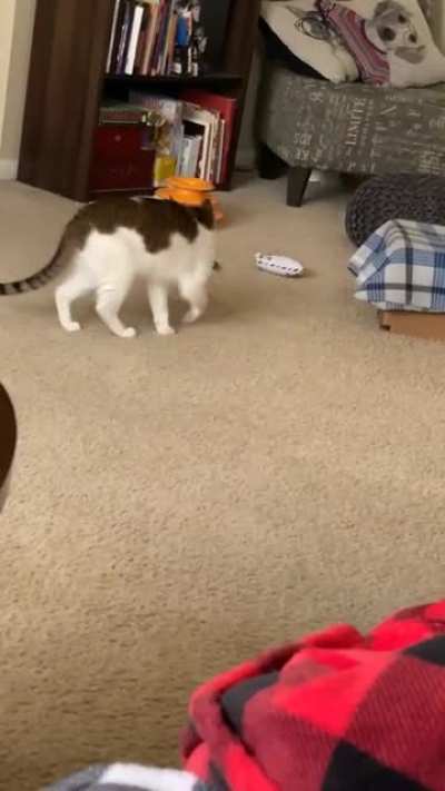 She always meows while her favorite toy is in her mouth so that she knows I&rsquo;m paying attention 🥺