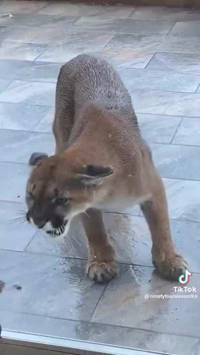 now that's a good guard doggo