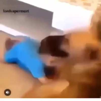 Dog