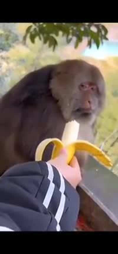 Mod God making life-decisions while iKR tries to distract him with a half-eaten banana. If looks could kill, those side-eyes won't do a thing.