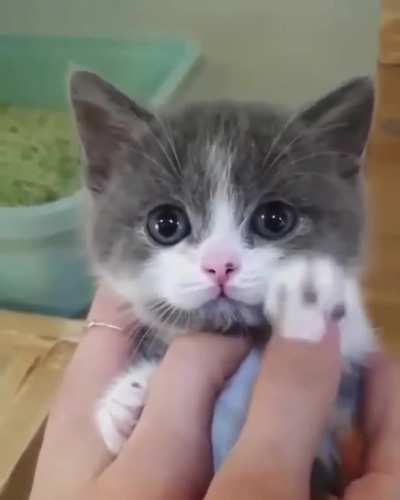 Kittens Cute Paws 😻